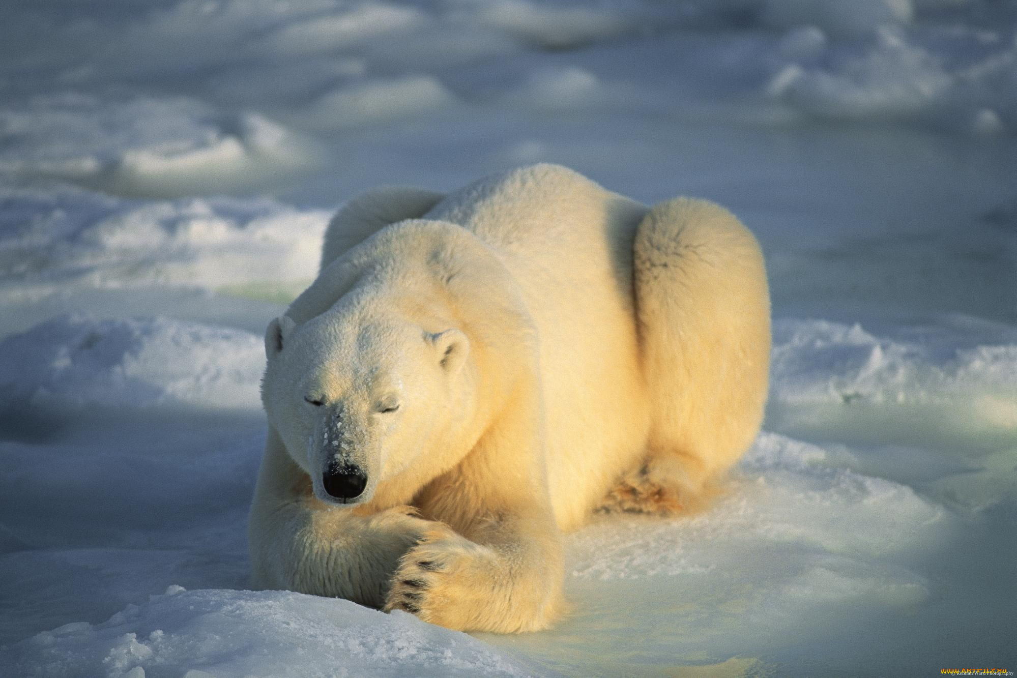 , , , , polar, bear